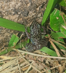 Eleutherodactylus leprus