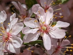 Prunus andersonii