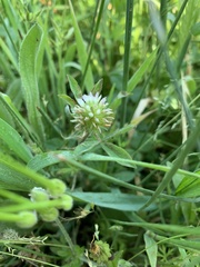 Trifolium squamosum