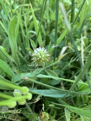 Trifolium squamosum