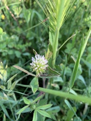 Trifolium squamosum