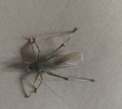 Olive-green Coastal Katydid