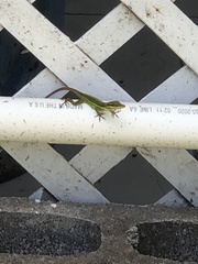 Anolis bimaculatus