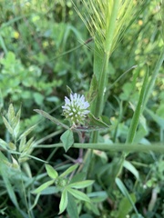 Trifolium squamosum