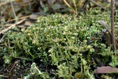 Cladonia multiformis