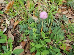 Image of Mimosa pudica