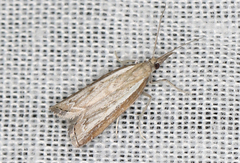 Ptochostola microphaeellus