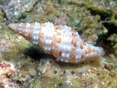 Prodotia lannumi