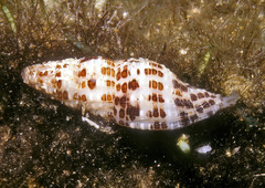 Prodotia lannumi