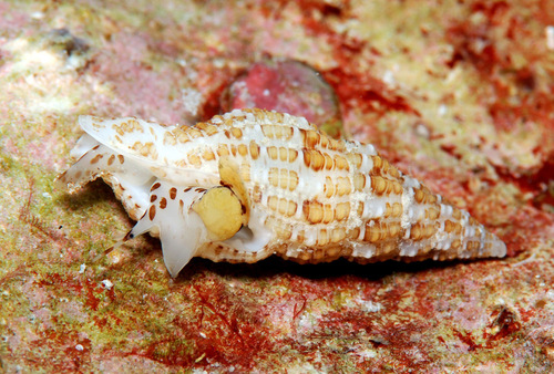 Pisania gracilis observed 2010-06-21