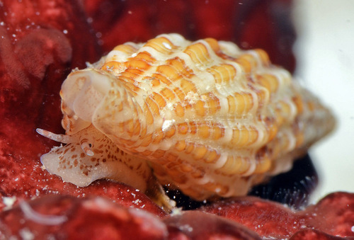 Pisania gracilis observed 2016-10-16