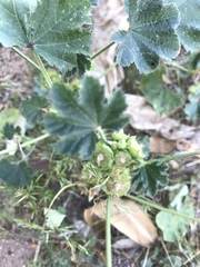 Malva parviflora