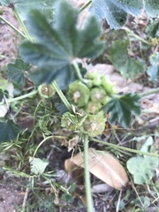 Malva parviflora
