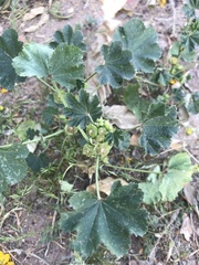 Malva parviflora