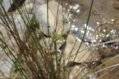 Juncus effusus