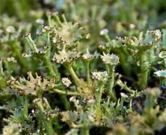 Cladonia multiformis