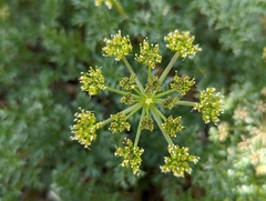 Tauschia parishii