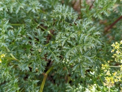 Tauschia parishii