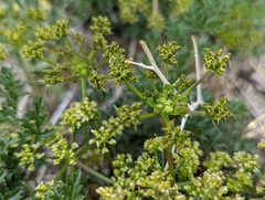 Tauschia parishii