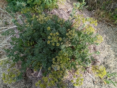 Tauschia parishii