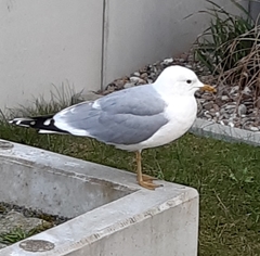 Larus canus
