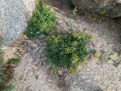 Tauschia parishii