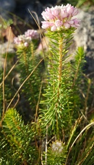 Phylica gnidioides