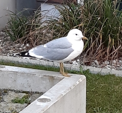 Larus canus