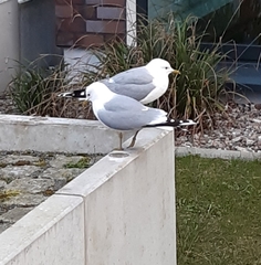 Larus canus