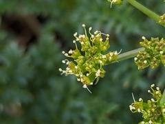 Tauschia parishii