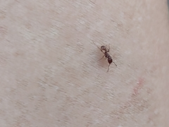 Tetramorium tortuosum