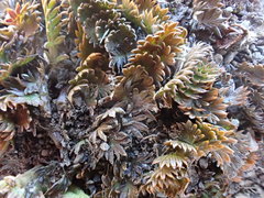 Anisotome flexuosa