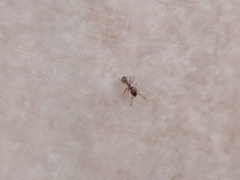 Tetramorium tortuosum