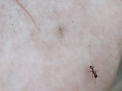 Tetramorium tortuosum