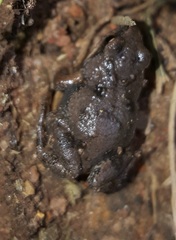 Cacosternum boettgeri