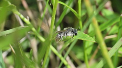 Colletes titusensis