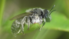 Colletes titusensis