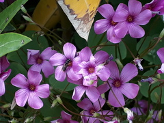 Ceratina cucurbitina