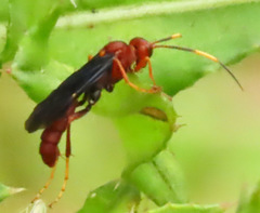 Trogomorpha trogiformis