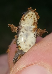 Cacosternum boettgeri