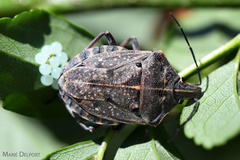 Peltasticus punctatus