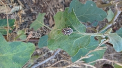 Codophila maculicollis