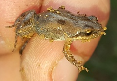Cacosternum boettgeri
