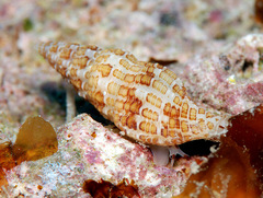 Prodotia lannumi