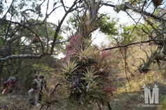 Tillandsia ionantha