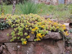 Sedum kimnachii