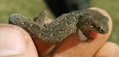 Pachydactylus maculatus