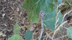 Codophila maculicollis