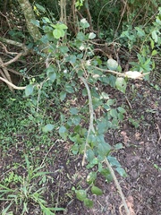 Schaefferia argentinensis