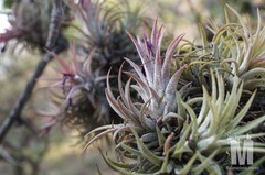 Tillandsia ionantha